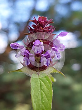Prunella vulgaris photo