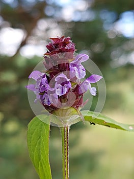 Prunella vulgaris photo