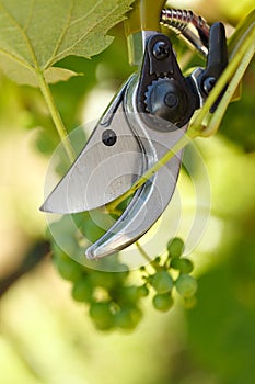 Pruner cutting grape tree photo