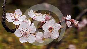 Prunes cerasifera flower