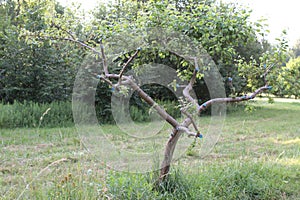 Pruning an apple tree in a city garden