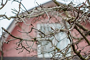 Pruning a apple tree with garden secateurs in winter. Fruit, protective