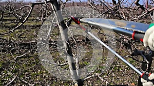 Pruning apple trees