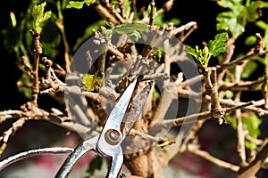 Pruning a bonsai tree