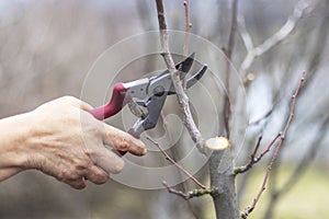 Pruning branches of fruit tree. Spring garden work.