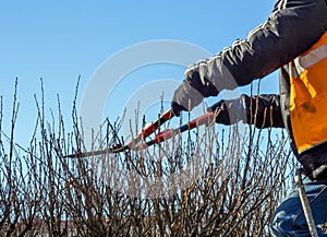 Pruning bushes in spring with large clippers