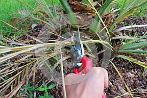Pruning Date palm tree with secateurs