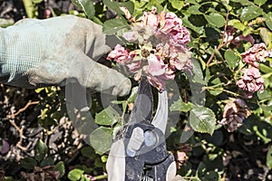 Pruning Drift Roses