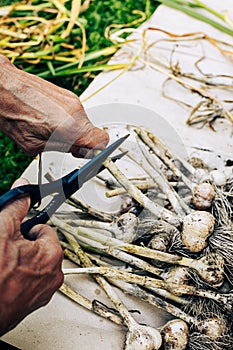 Pruning dry garlic stems with garden secateurs