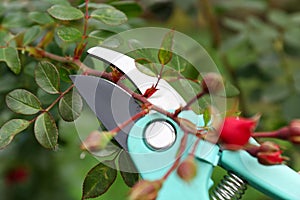 Pruning flower stem by secateurs outdoors, closeup