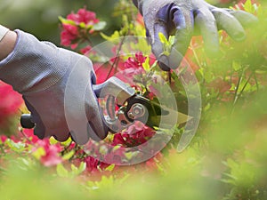 Pruning flowers