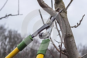 Pruning fruit tree branches with long garden shears. Spring garden work.