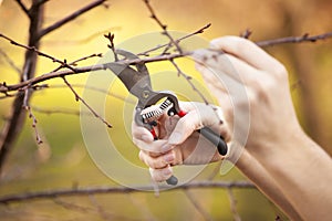 Pruning fruit tree - Cutting Branches at spring