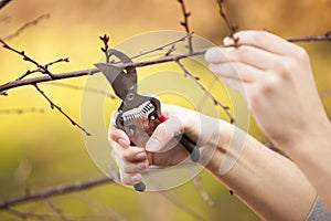 Pruning fruit tree - Cutting Branches at spring