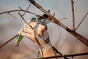 Pruning fruit tree - Cutting Branches at spring