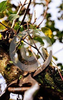 Pruning of fruit trees photo