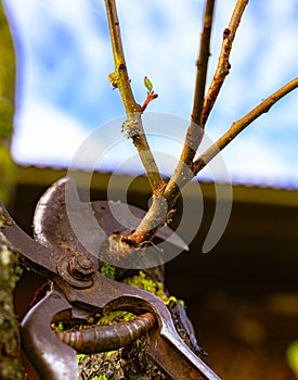 Pruning of fruit trees