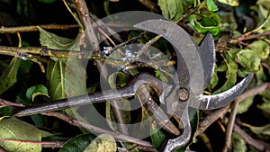 Pruning of fruit trees photo