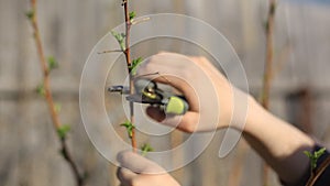 Pruning fruit trees with garden secateurs in spring garden