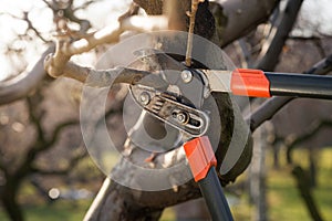 Pruning fruit trees with pruning shears