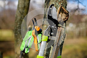 Pruning fruit trees. Pruning shears. Springtime gardening. Gardening equipment lifestyles shot.