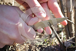 Pruning fruit trees in spring, grafting a fruit tree to another Apple variety