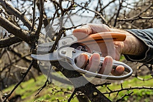 Pruning garden trees with scissors