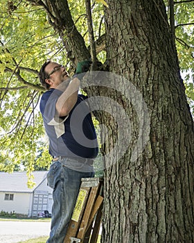Pruning A Low Hanging Tree Branch