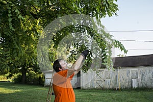 Pruning Low Lying Limbs From A Tree