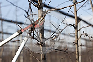 Pruning in the orchard