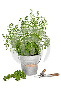 Pruning Oregano herb photo