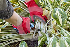 Pruning perennials. Autumn work in the garden. Gloved hands, secateurs, Khosta