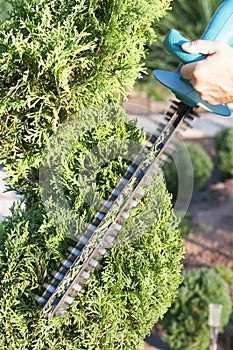 Pruning Plants Close Up. Professional Gardener Pruning conifers,lifestyle