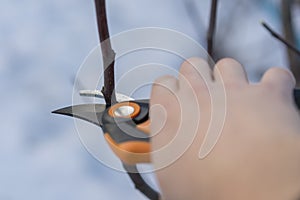 pruning with pruning shears in spring. Gardener pruns the fruit trees by pruner shears. Farmer hand with garden secateurs on
