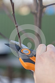 pruning with pruning shears in spring. Gardener pruns the fruit trees by pruner shears. Farmer hand with garden secateurs on