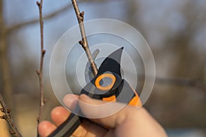 pruning with pruning shears in spring. Gardener pruns the fruit trees by pruner shears. Farmer hand with garden secateurs on