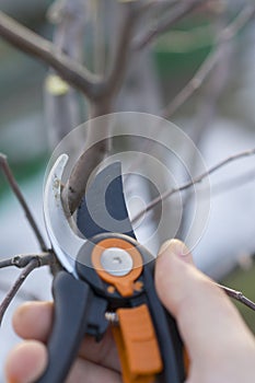 pruning with pruning shears in spring. Gardener pruns the fruit trees by pruner shears. Farmer hand with garden secateurs on