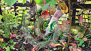 Pruning raspberries and blackberries. Autumn work in the garden. Gloved hands and sacator