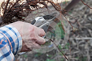 Pruning root seedlings before planting