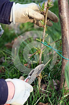 Pruning rose