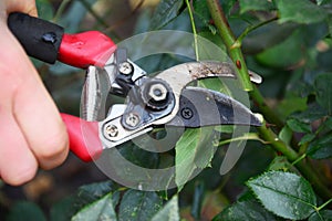 Pruning rose stems before winter