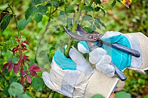 Pruning roses in the garden, gardener`s hands with secateurs