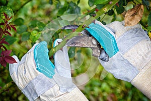 Pruning roses in the garden, gardener`s hands with secateurs