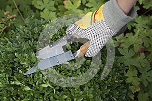 Pruning and shaping a boxwood Buxus sempervirens plant with gloves and pruning shears