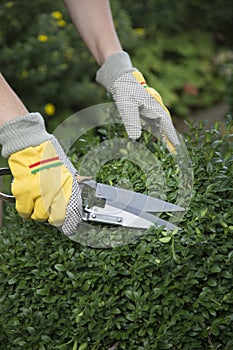 Pruning and shaping a boxwood Buxus sempervirens plant with gloves and pruning shears