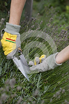 Pruning and shaping a lavender bush in the garden with gloves and pruning shears