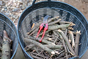 pruning shears in a black basket with branches inside Decorative branches in agriculture and utilization of branches