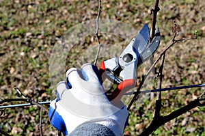 Pruning Shears clipping grape vine plant