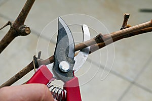 pruning shears and vine seedlings,grape seedlings and pruning shears close-up