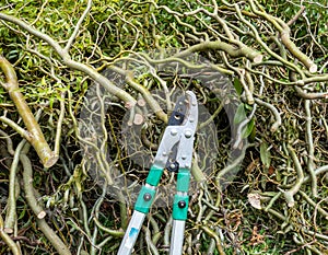 Pruning shears with willow branches